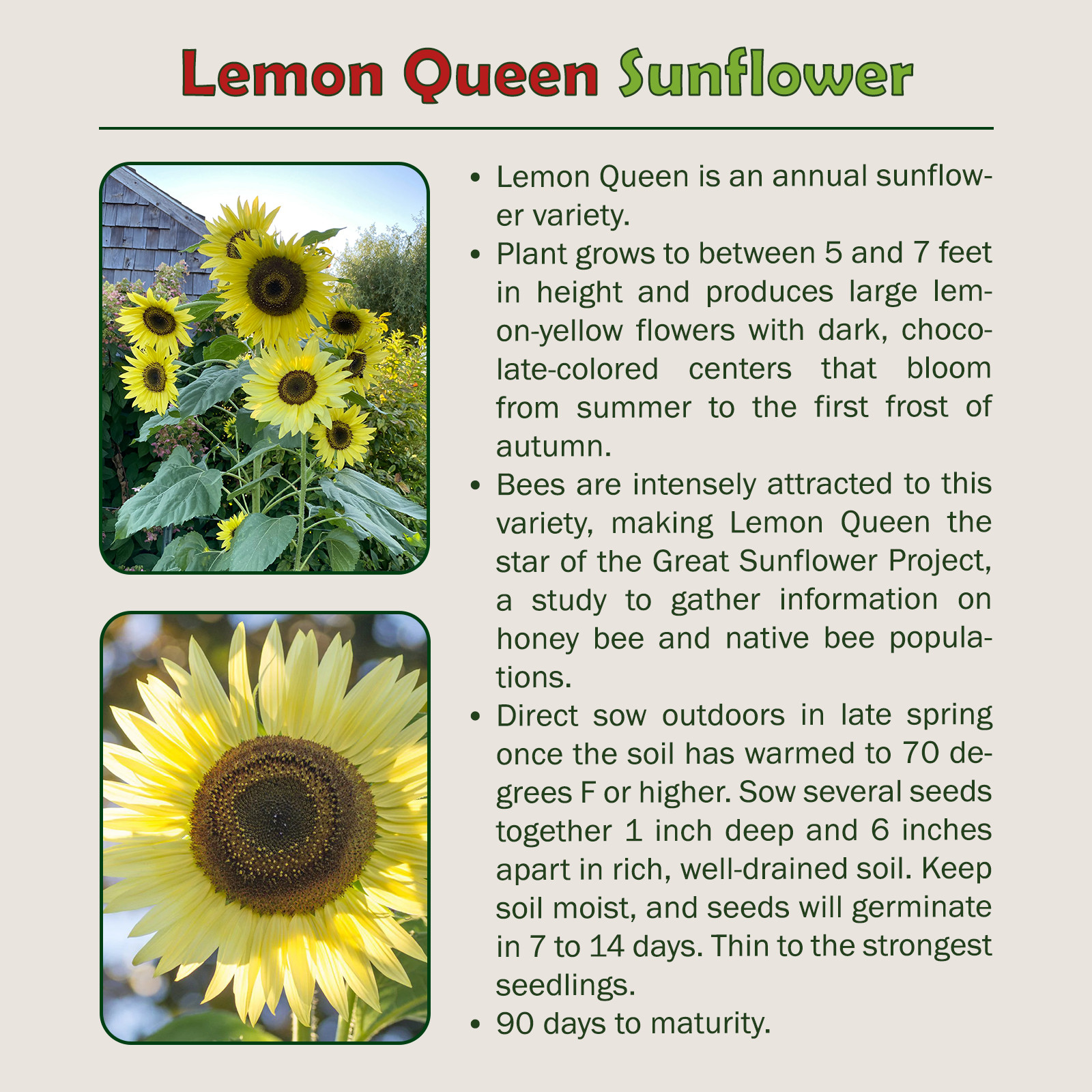 50 Lemon Queen Sunflower Seeds, Bee & Butterfly Attractor, Heirloom, Genuine USA