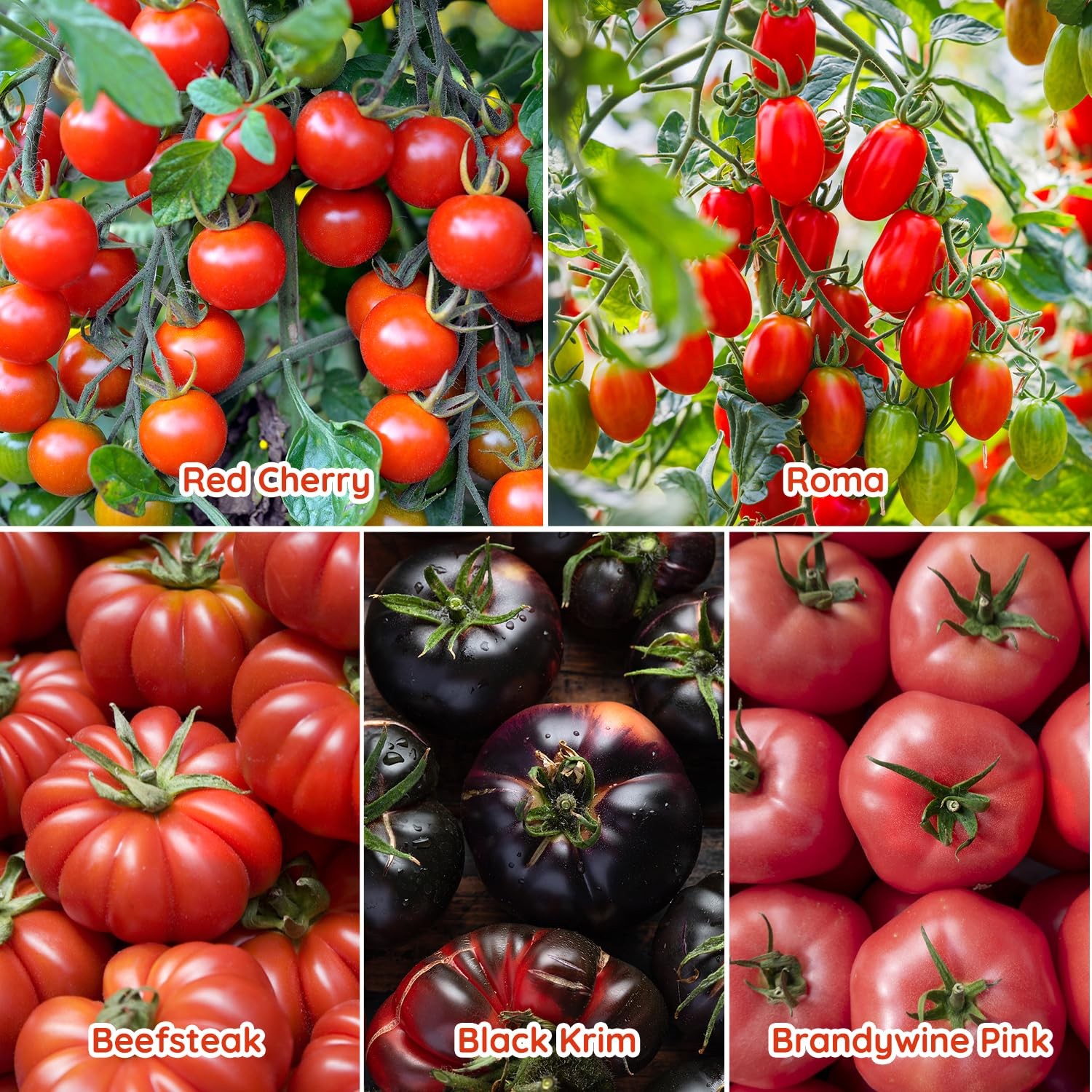 PLANTMEW 10 Heirloom Tomato Seed Varieties Packet – Non-GMO, Open White