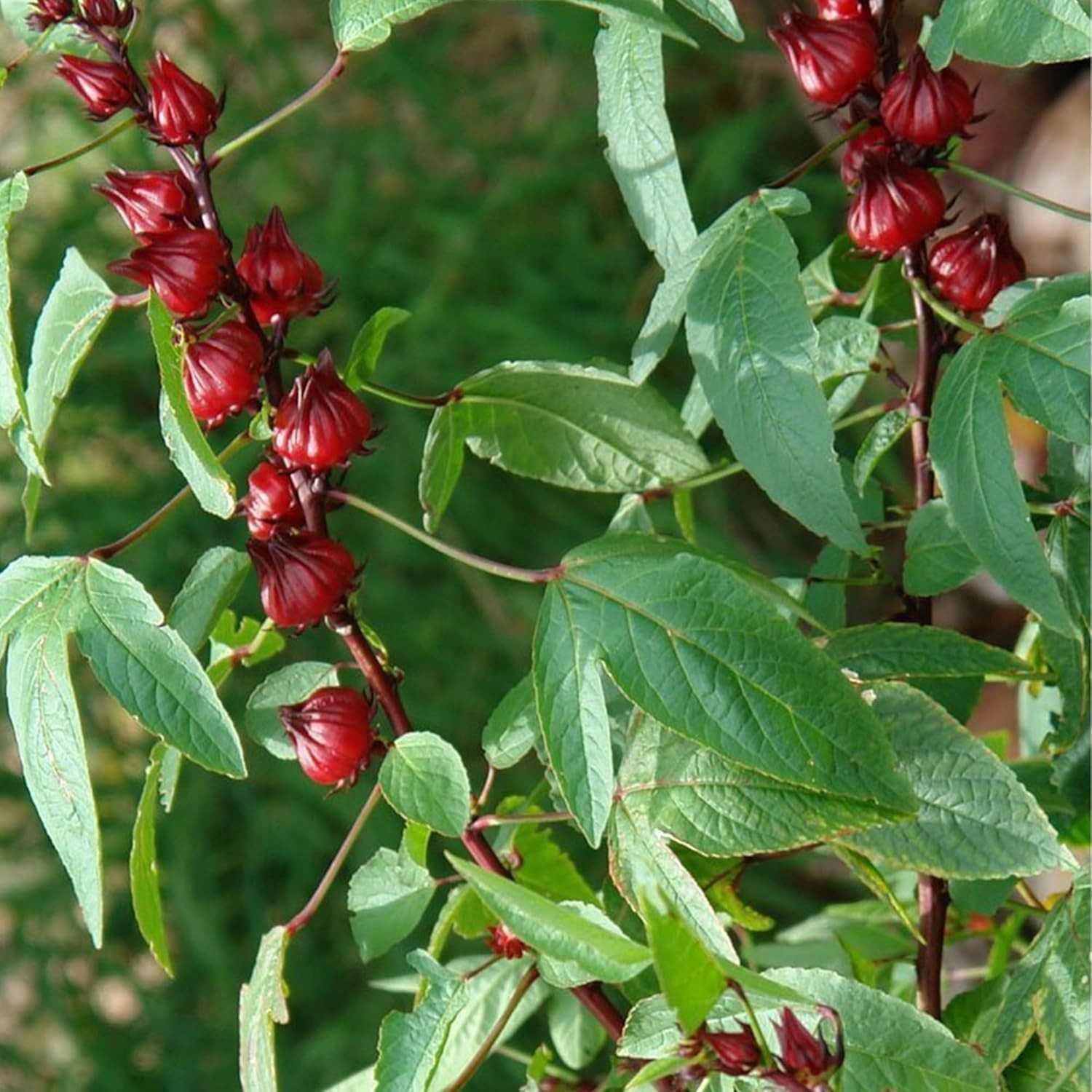 Red Roselle Hibiscus Seeds – 50 Count