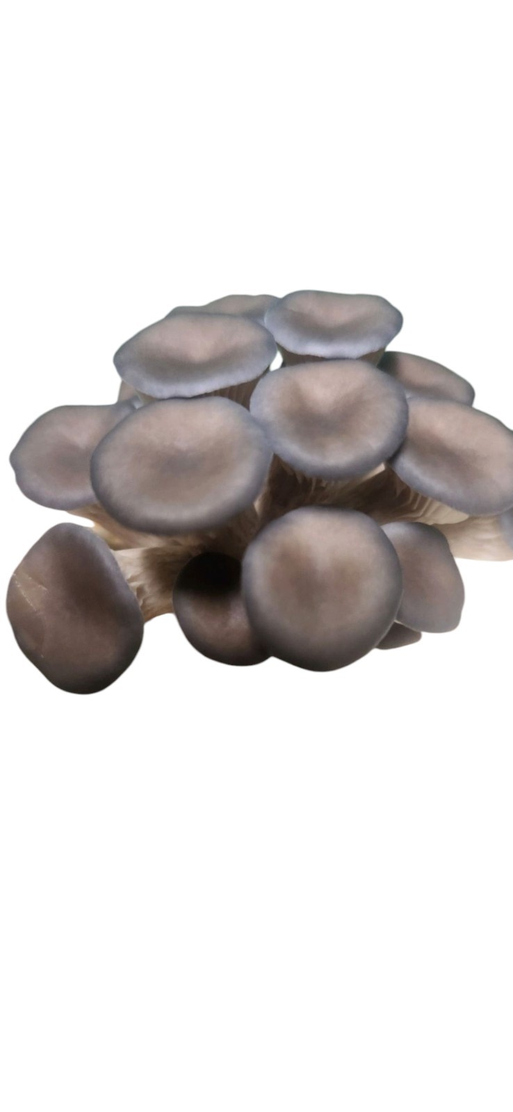 Mushroom Liquid Culture Syringes (10ml), Pick Any 8, Mix or Match