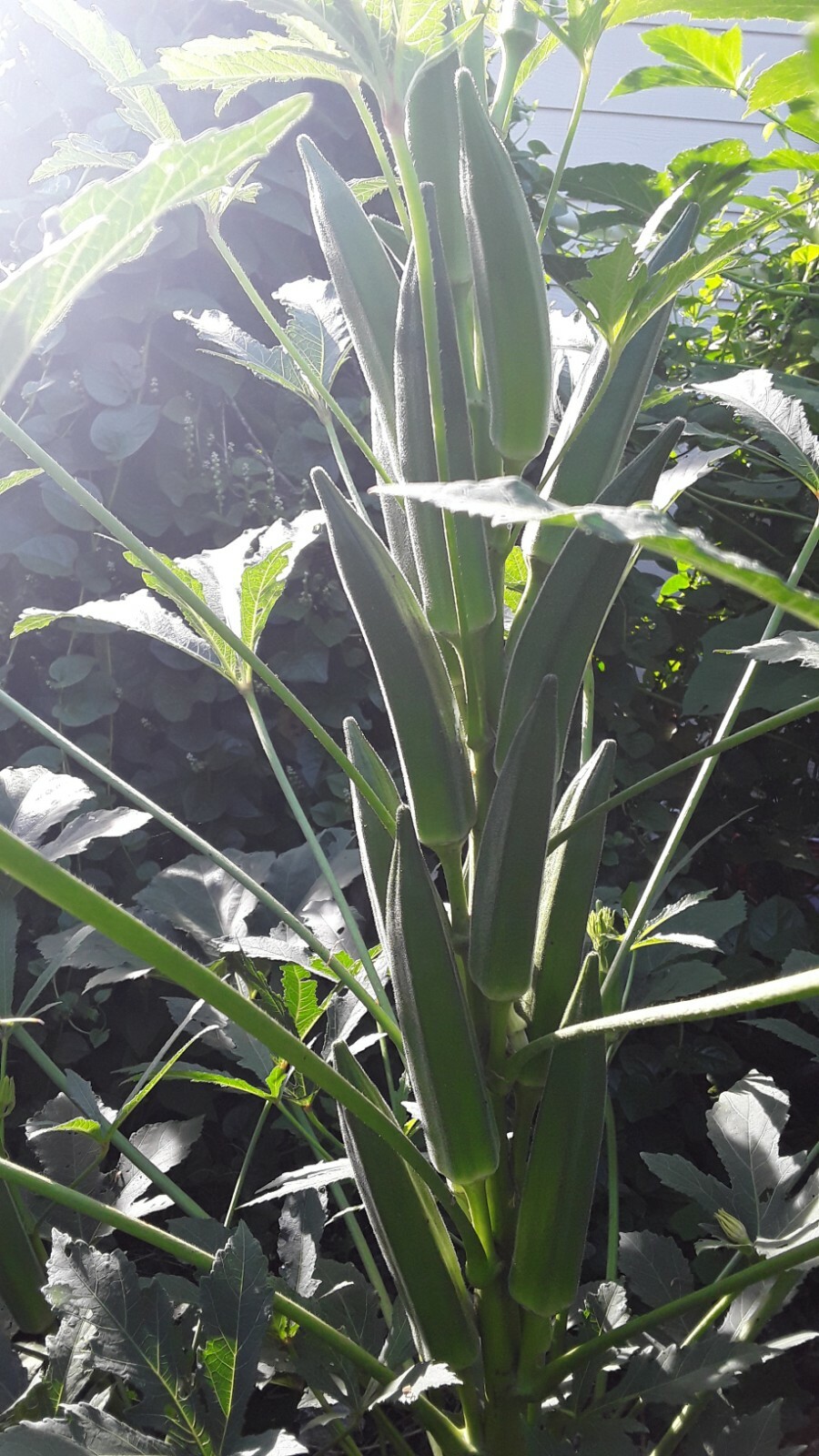60 Jambalaya Okra Seeds Open Pollinated. Great Flavor Early and Super Prolific