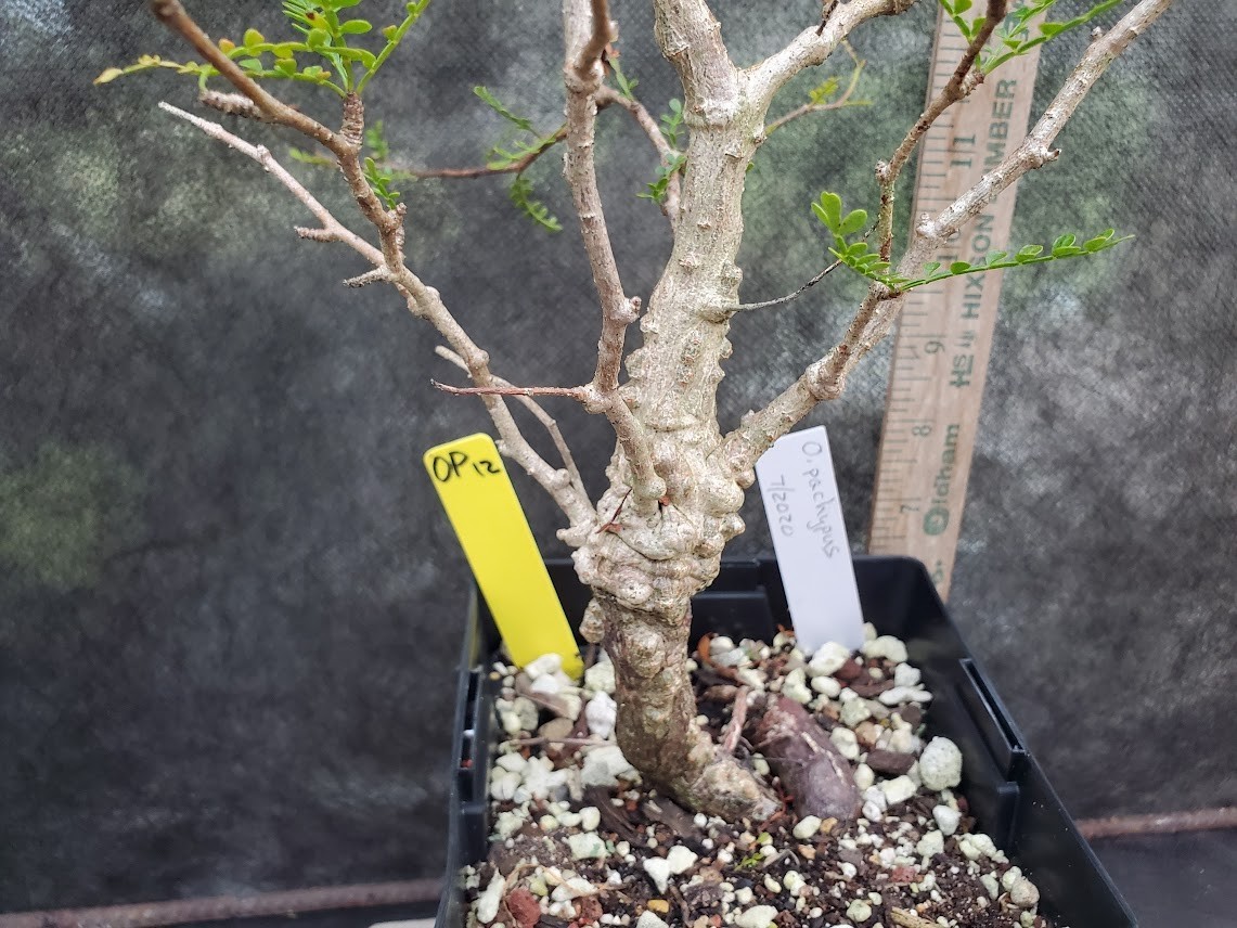 Operculicarya pachypus – Lot OP12 – 5.5 Yr Old – Warty, Gnarly, Knobby, Caudex
