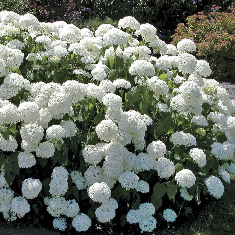 Old Fashion Snowball Viburnum 4″pot Viburnum trilobum Highbush Cranberry