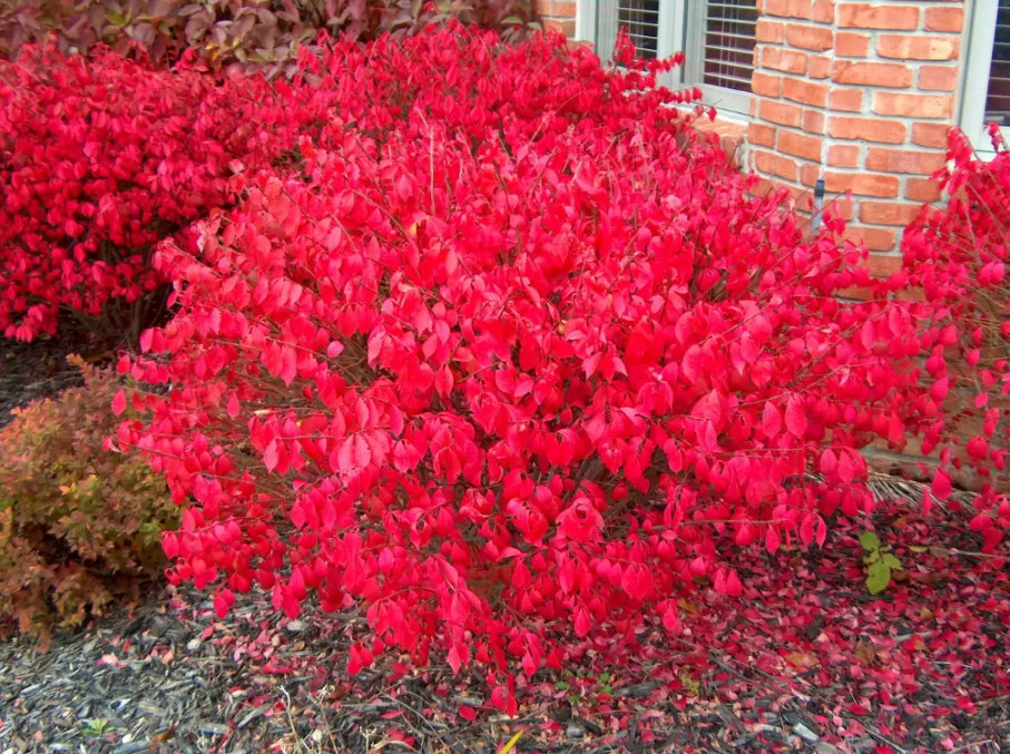 Dwarf Burning Bush – Live Plant in 4″ Pot (8–14″ Tall) – Hardy Shrub