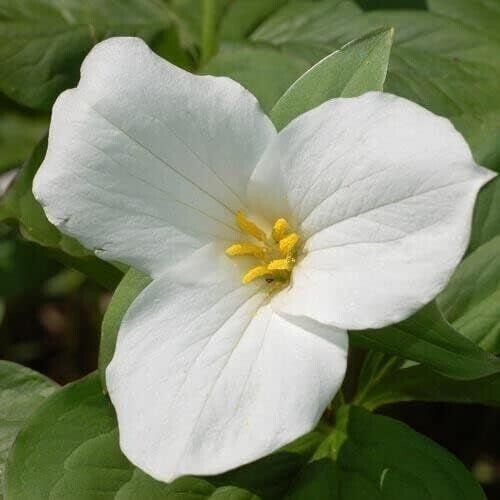 Trillium Mixed ( Trillium erect) | Bulbs