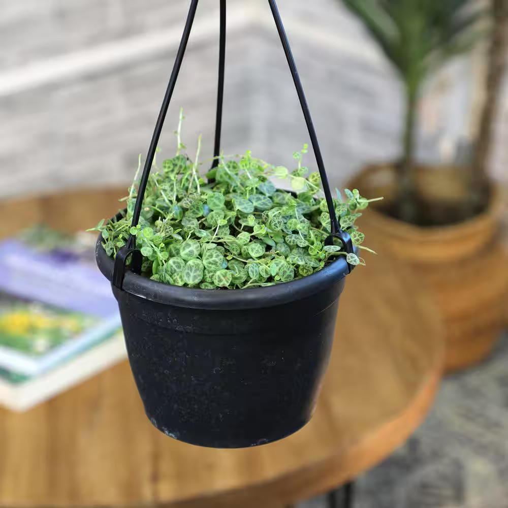 6 In. String of Turtles (Peperomia Prostrata) Live Houseplant in Hanging Basket