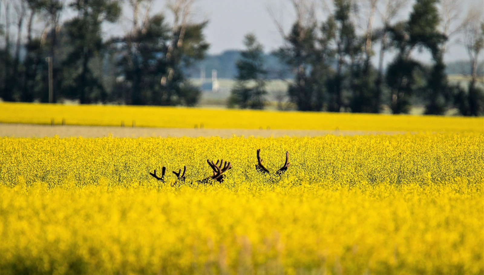 1000 ‘ WICHITA ‘ Winter CANOLA Brassica Napus Rape Oilseed Cover Crop Seeds