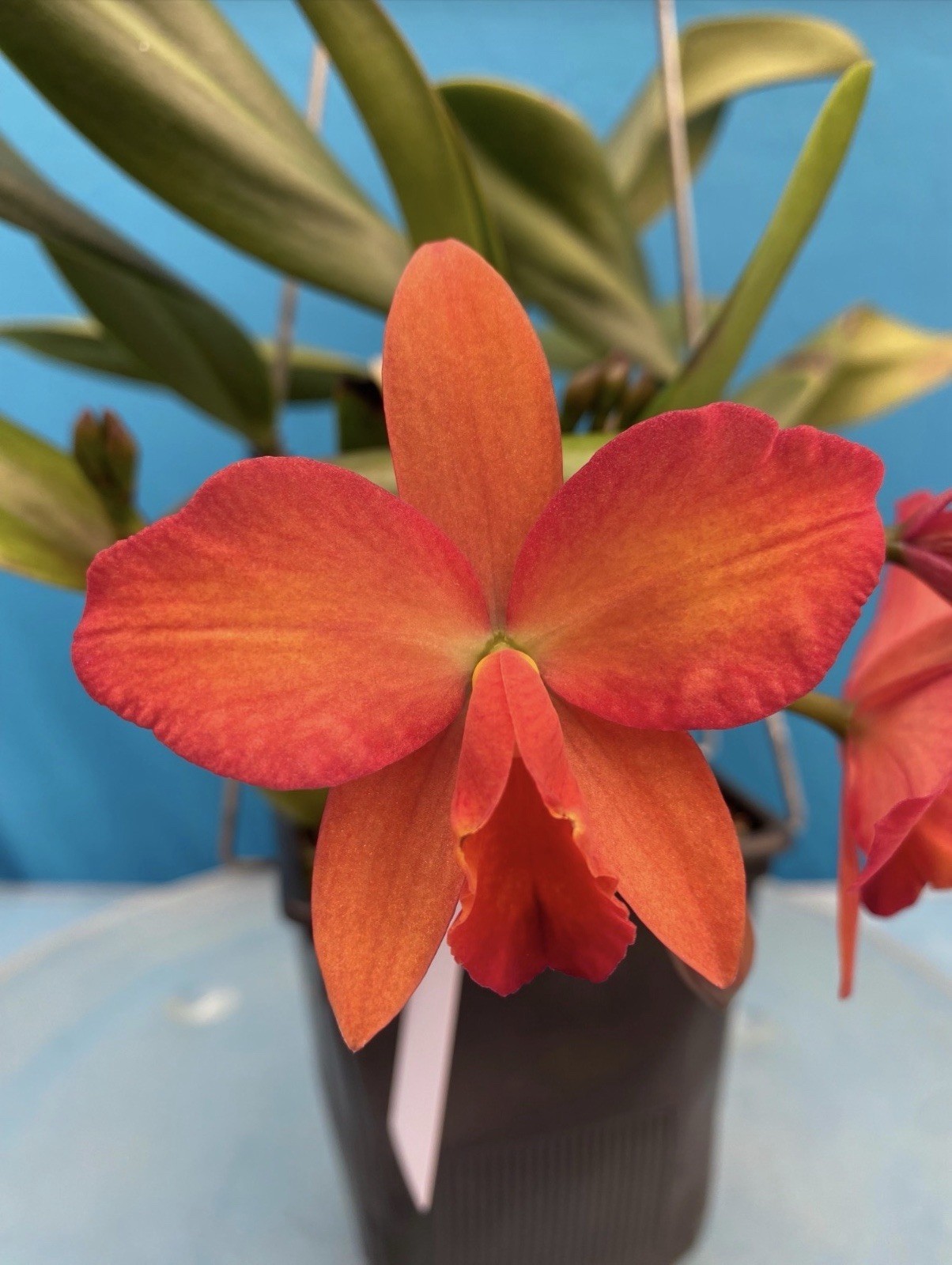 Cattlianthe Miracle Of Mine ‘O.E.’ AM/AOS Orange Yellow BS Orchid Eros 5.5” Pot