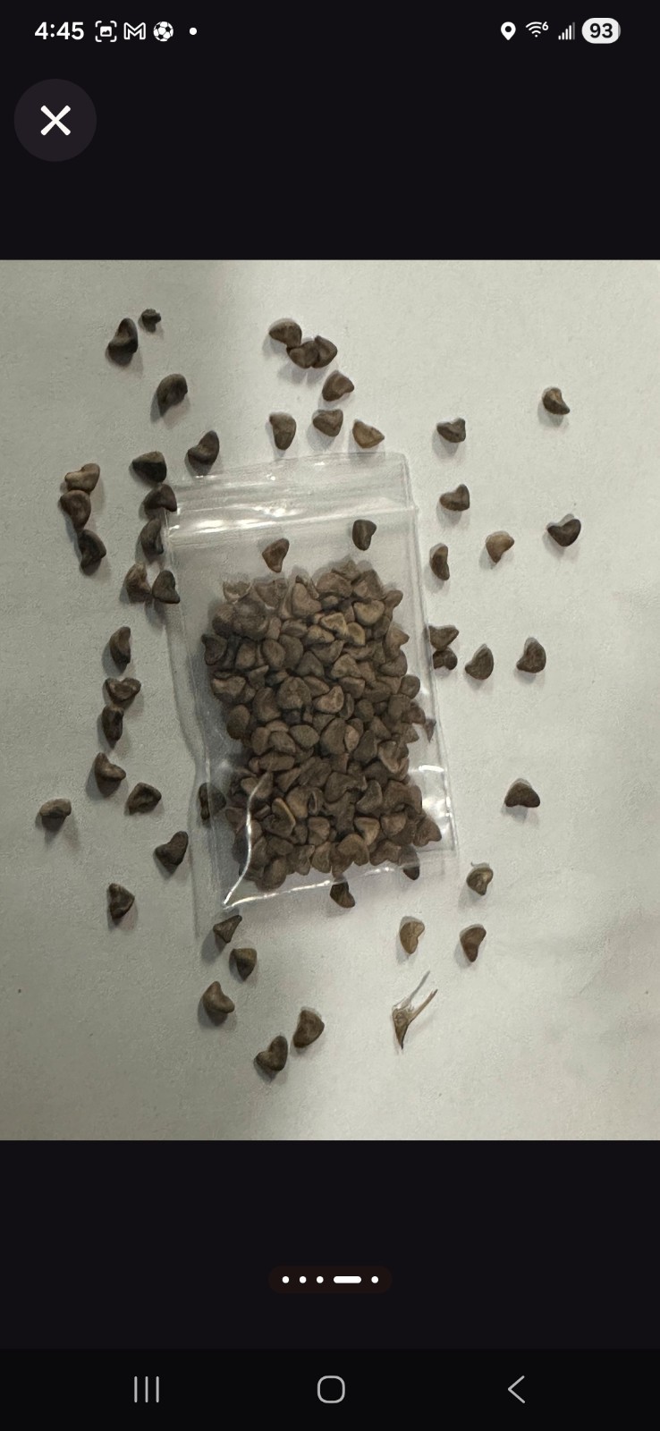 200 Roselle Seeds Bulk Hibiscus Sabdariffa Planting Seed natural organic