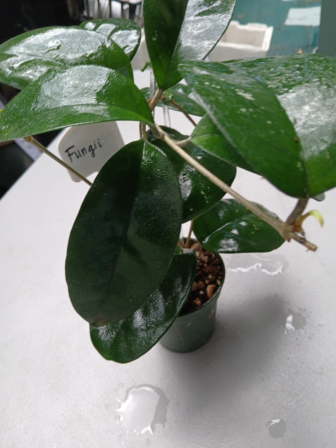 #379- HOYA FUNGI I LIVE PLANT, LARGE LEAF, LARGE PLANT,