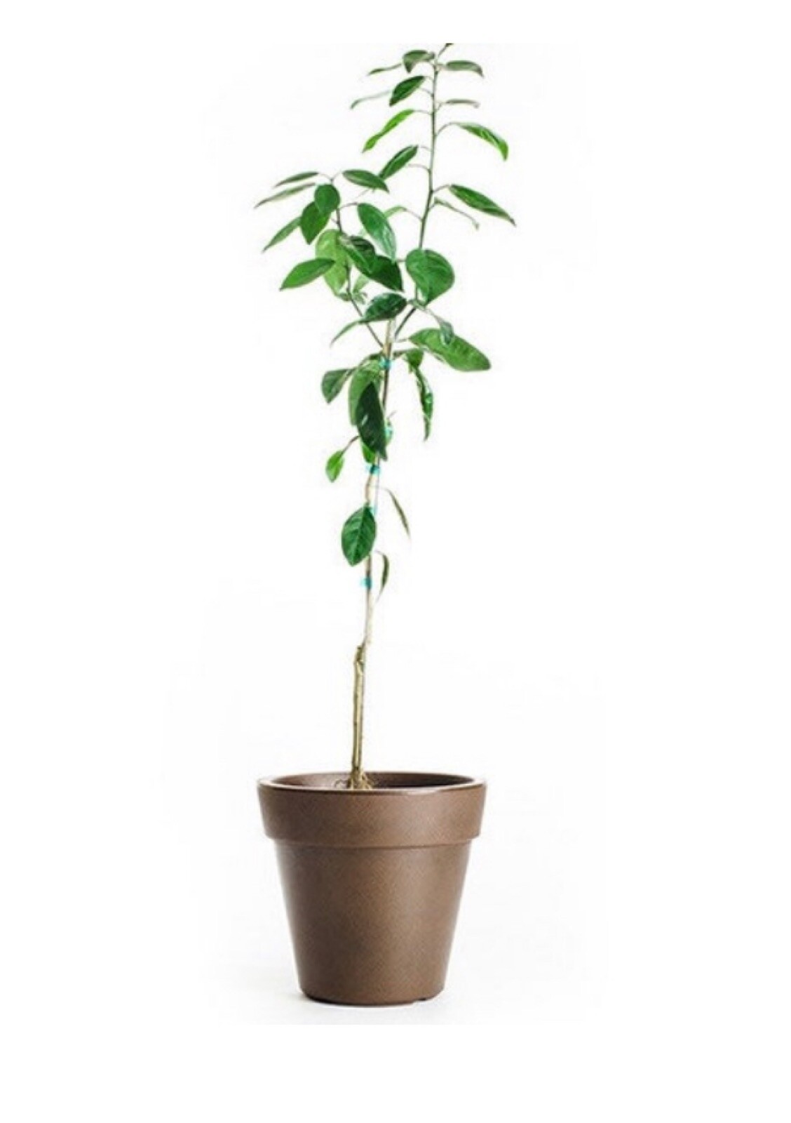 California only!! Chandler Pummelo Tree, 18-36″ tall, grafted
