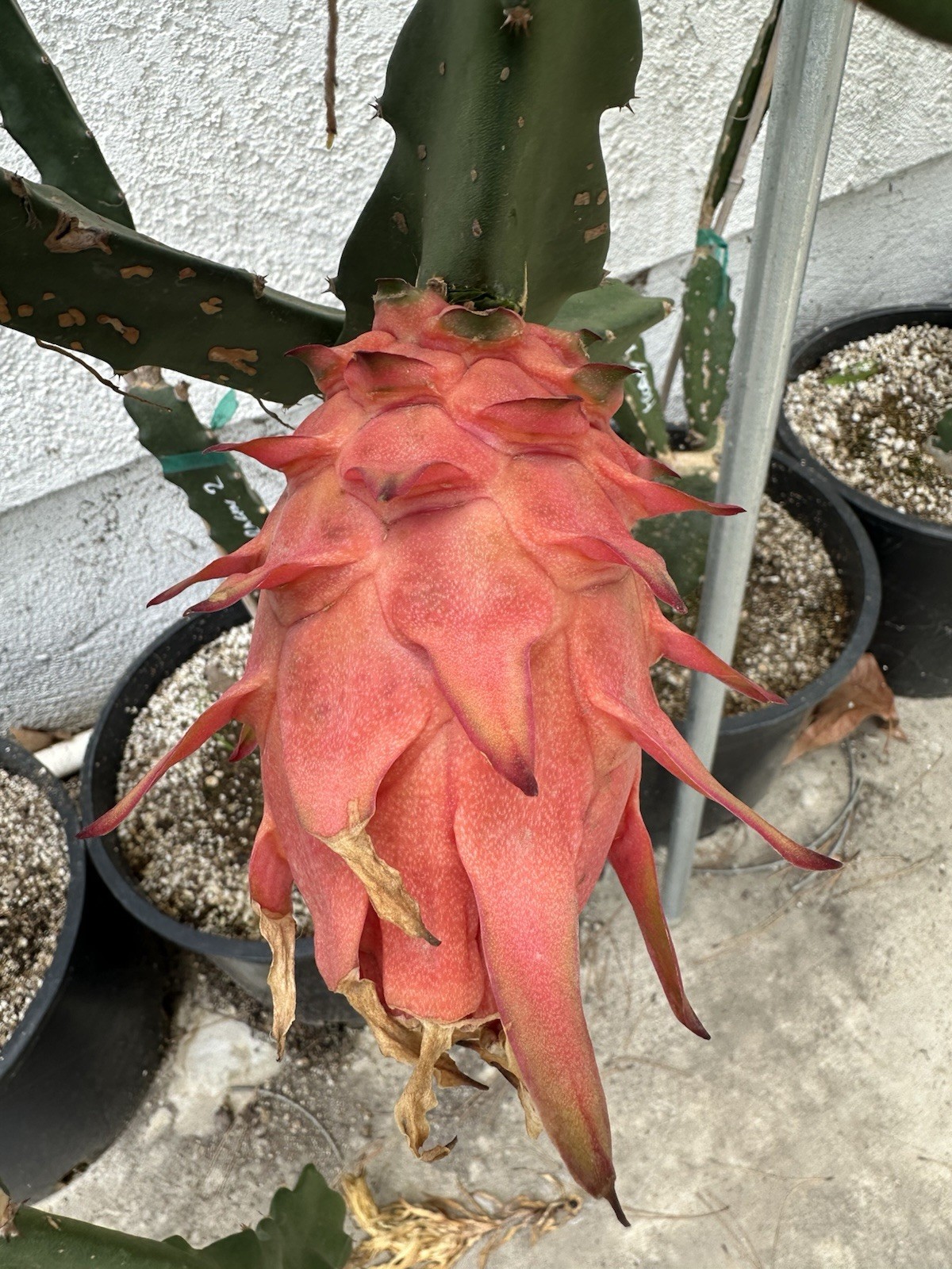 Rare Taiwan Orange Dragon 2 橙龍 2 Dragon Fruit Cutting 10 To 15 Inch