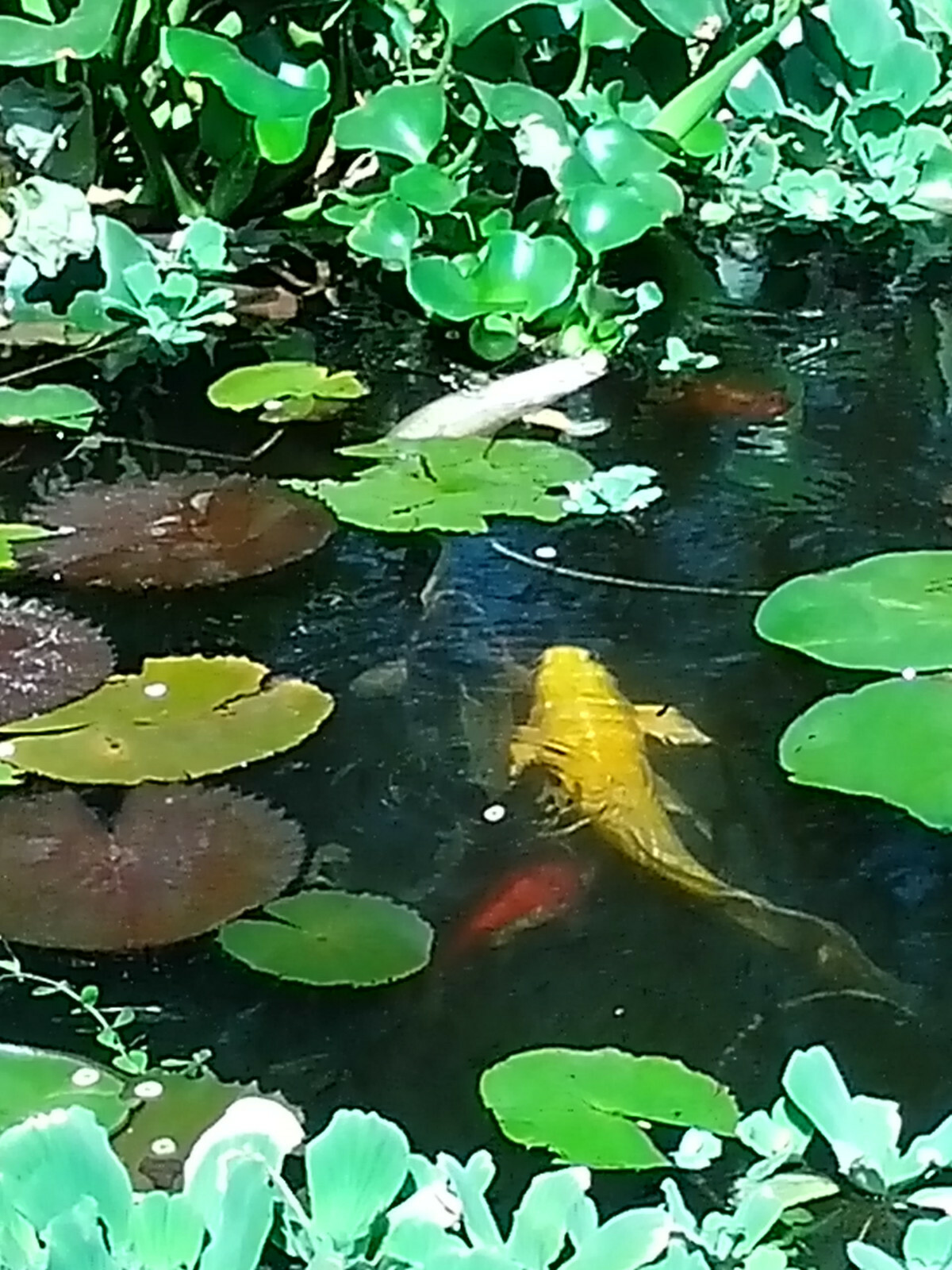 SALE Today ! 6 Varieties Of Pond Plants Marginal floating