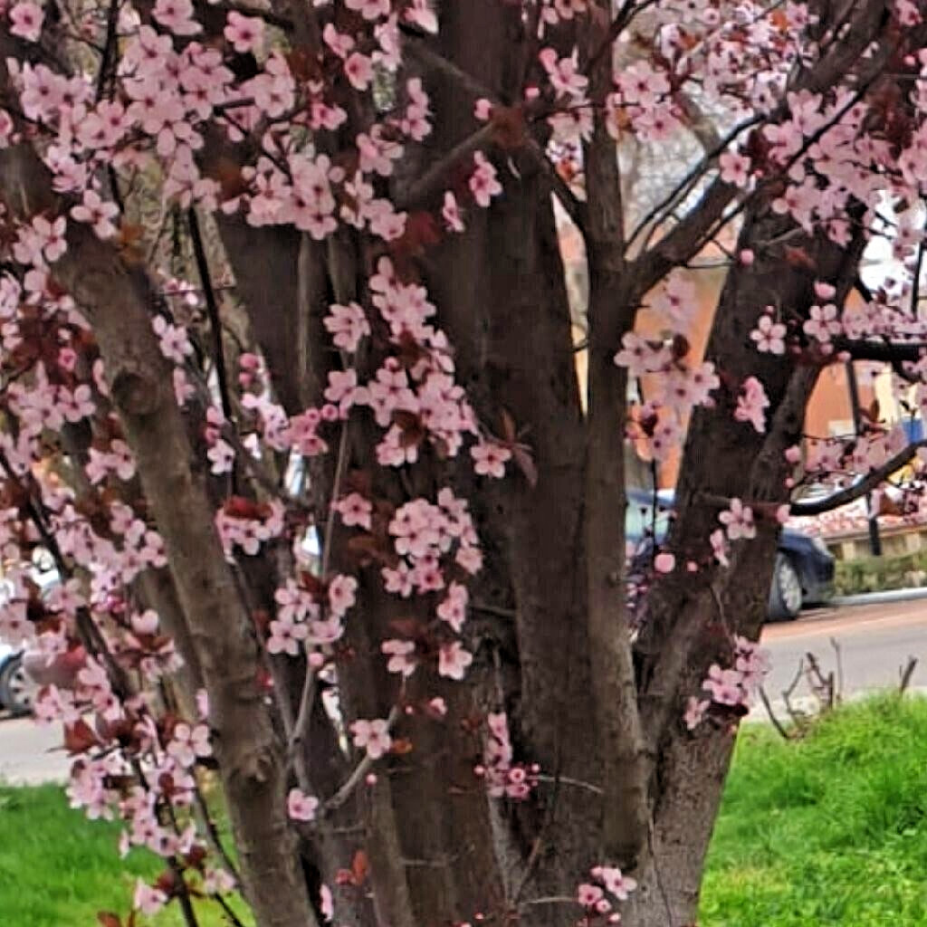 Prunus Cerasifera Cherry Plum Black 3 Unrooted 6″ Live Fruit Tree Plant Cuttings