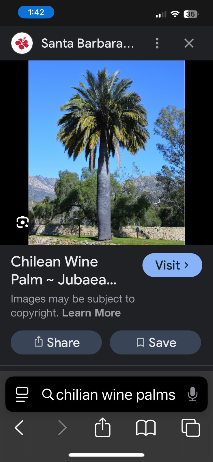 Jubaea chilensis (wine palm) tree seeds (225 seeds for $90)