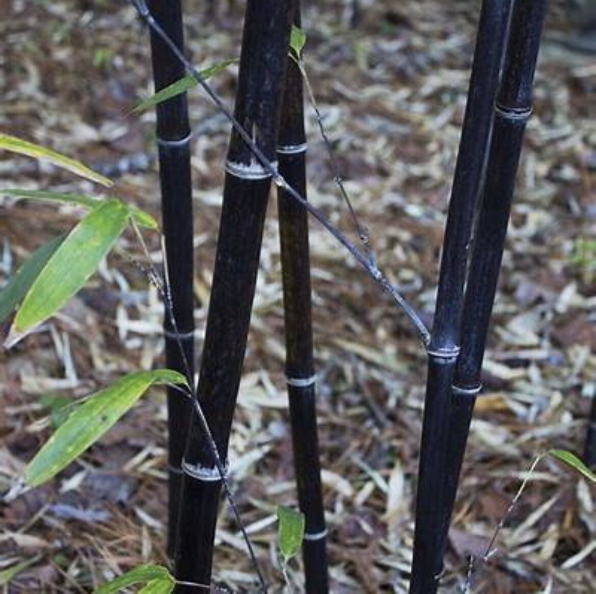 2 Black Timber Bamboo Authentic Phyllostachys Nigra Live Bare Root Plant Rhizome