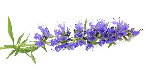 Hyssop Seeds (Hyssopus officinalis) – 1500+ Non-GMO & Heirloom Seeds by Isla’s