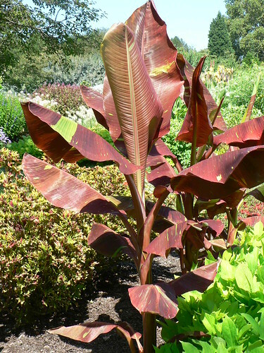~SIAM RUBY~Variegated Ornamental Banana SMALL ROOTED STARTER PLANT~VERY RARE~HTF