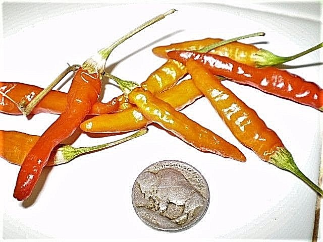 Naga Inferno HOTT chili pepper seeds non-gmo heirloom #6 HOTTEST PRODUCTIVE COOL