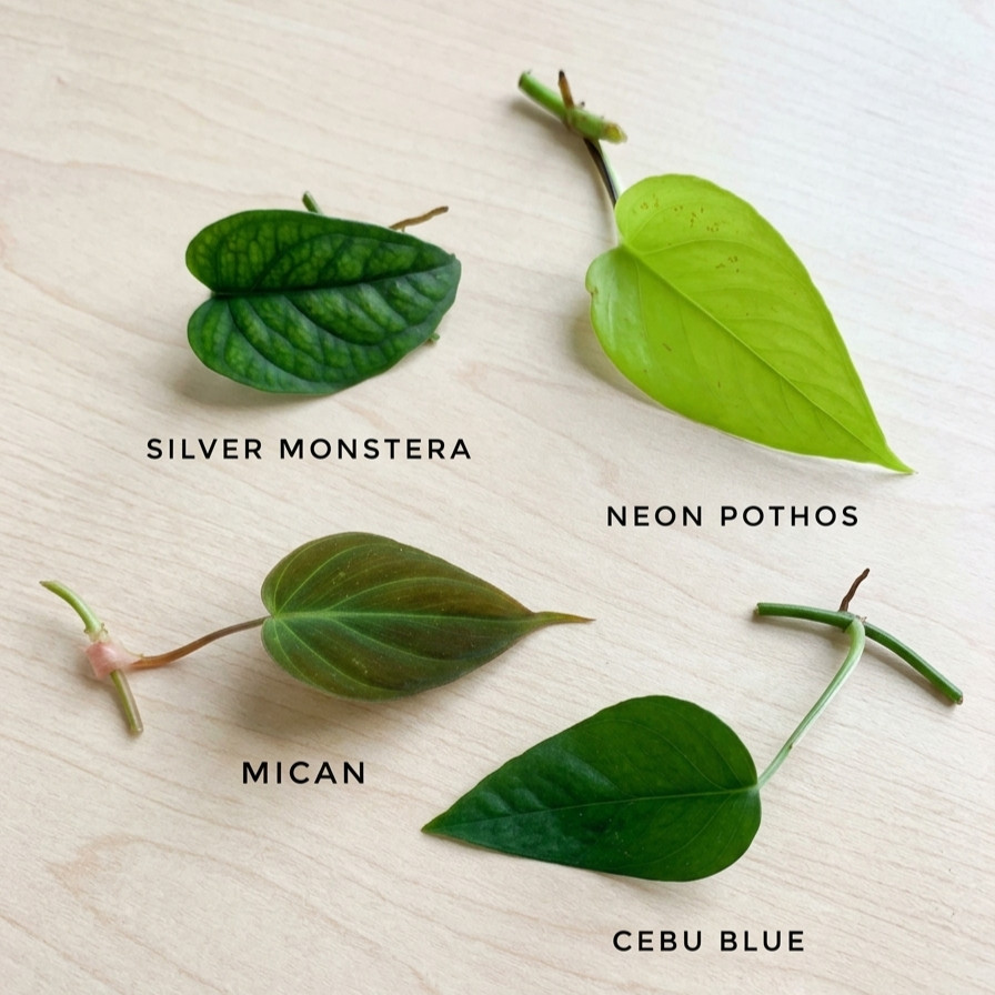 Set of 4 Rare House Plant Cuttings Lot | Easy Care Low Light Indoor Plant Bundle