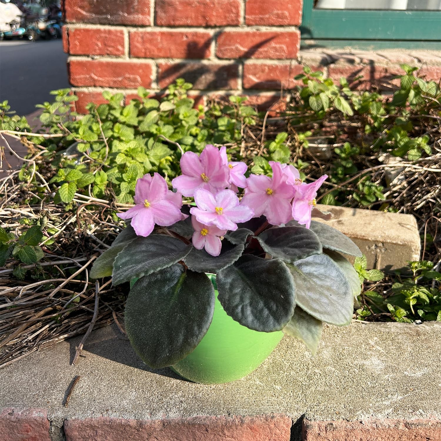 2pcs African Violet Planter Pot 6.5in Self Watering Green Ceramic Reservoir