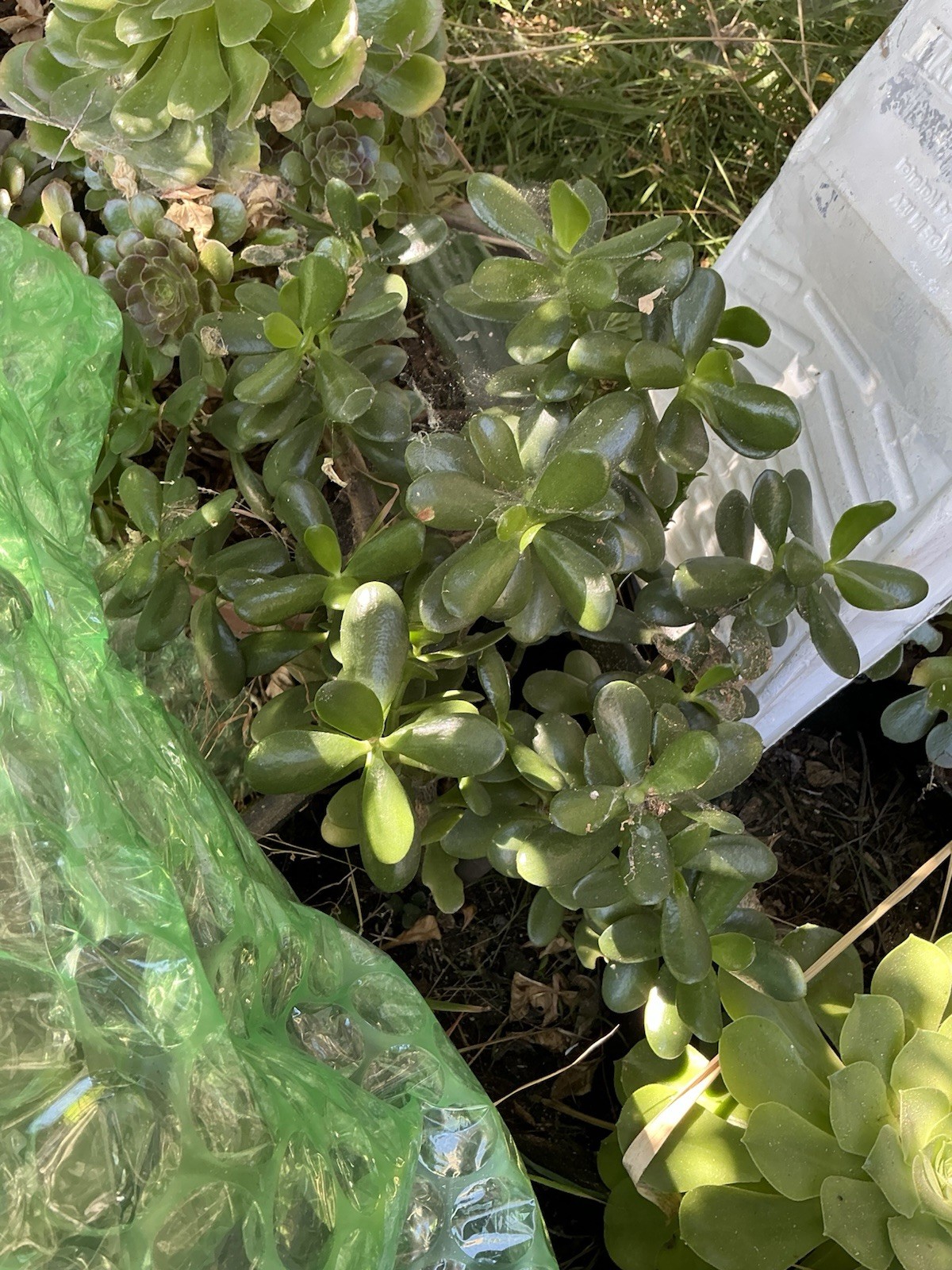 Healthy lush green Crassula Ovata Jade Plant cluster, Rooted 19” tall with roots