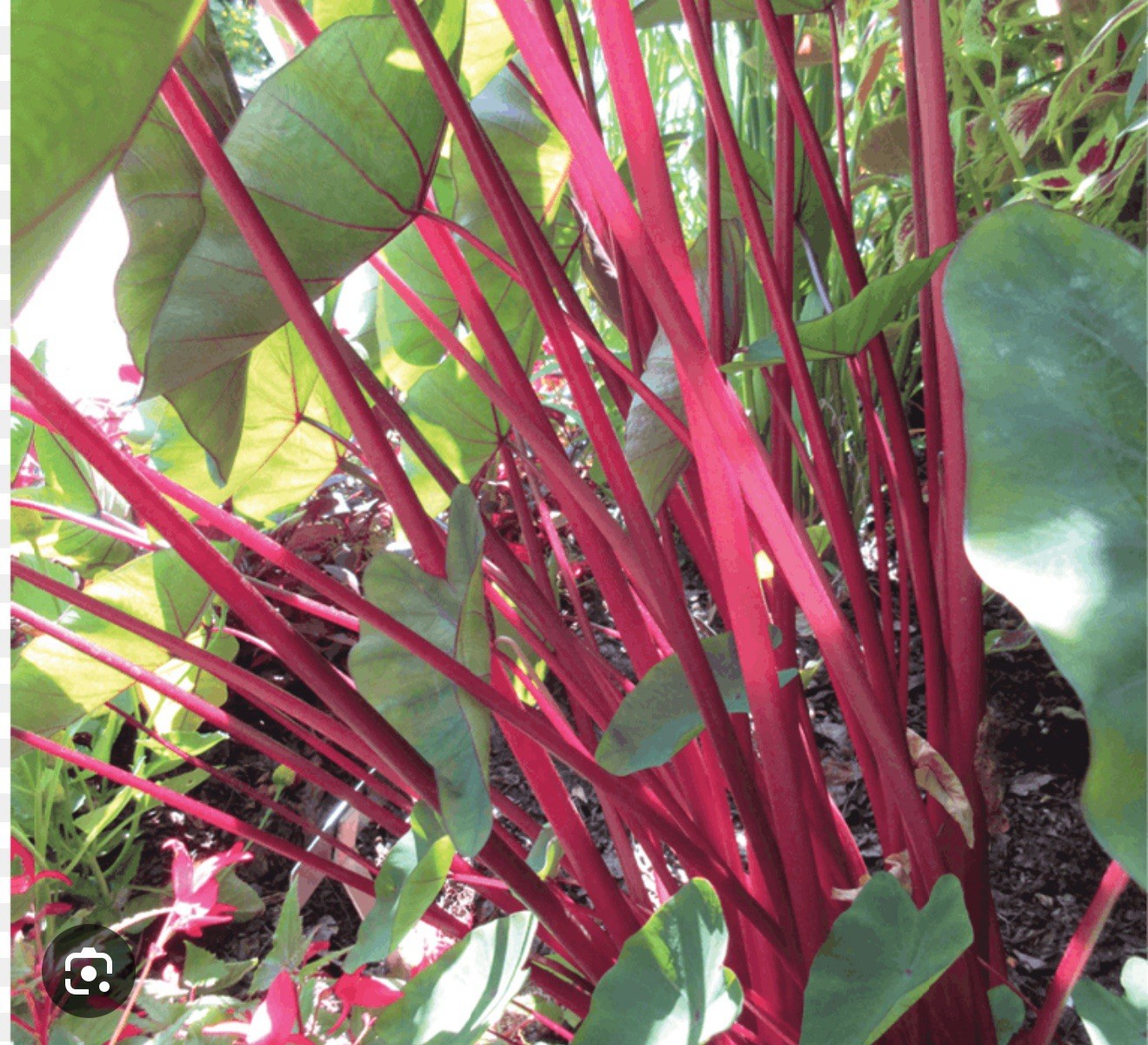 Hawaiian Punch-Colocasia esculenta- Elephant Ear-SMALL ROOTED STARTER Plant