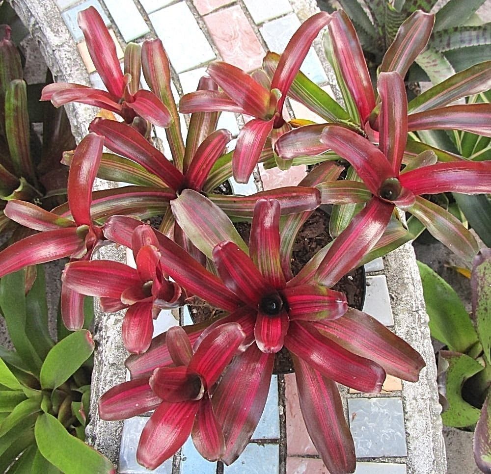 BROMELIAD Terrarium Vivarium Wholesale ULTIMATE Neoregelia 10 Pack 10 Varieties