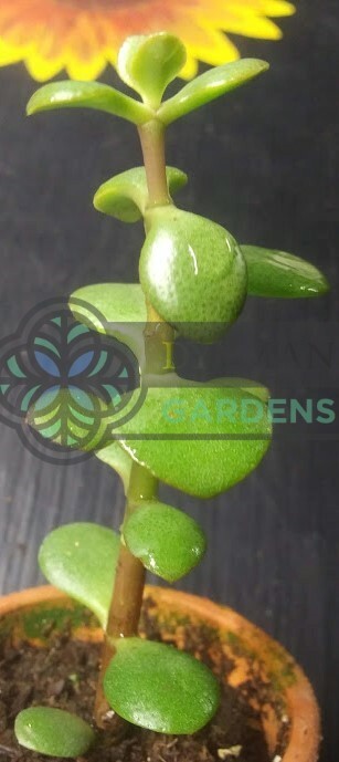 Jade Plant (Crassula Ovata) – Lucky Plant – Indoor Houseplant – Multiple Sizes