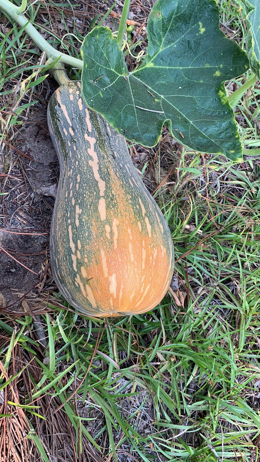 20 long Pumpkin Seeds 2023 fall fresh 番瓜倭瓜 种子