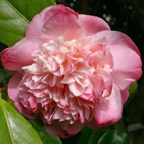 Mrs. Lyman Clarke~Camellia Japonica-Live Starter Plant -Highly Variable Blooms!