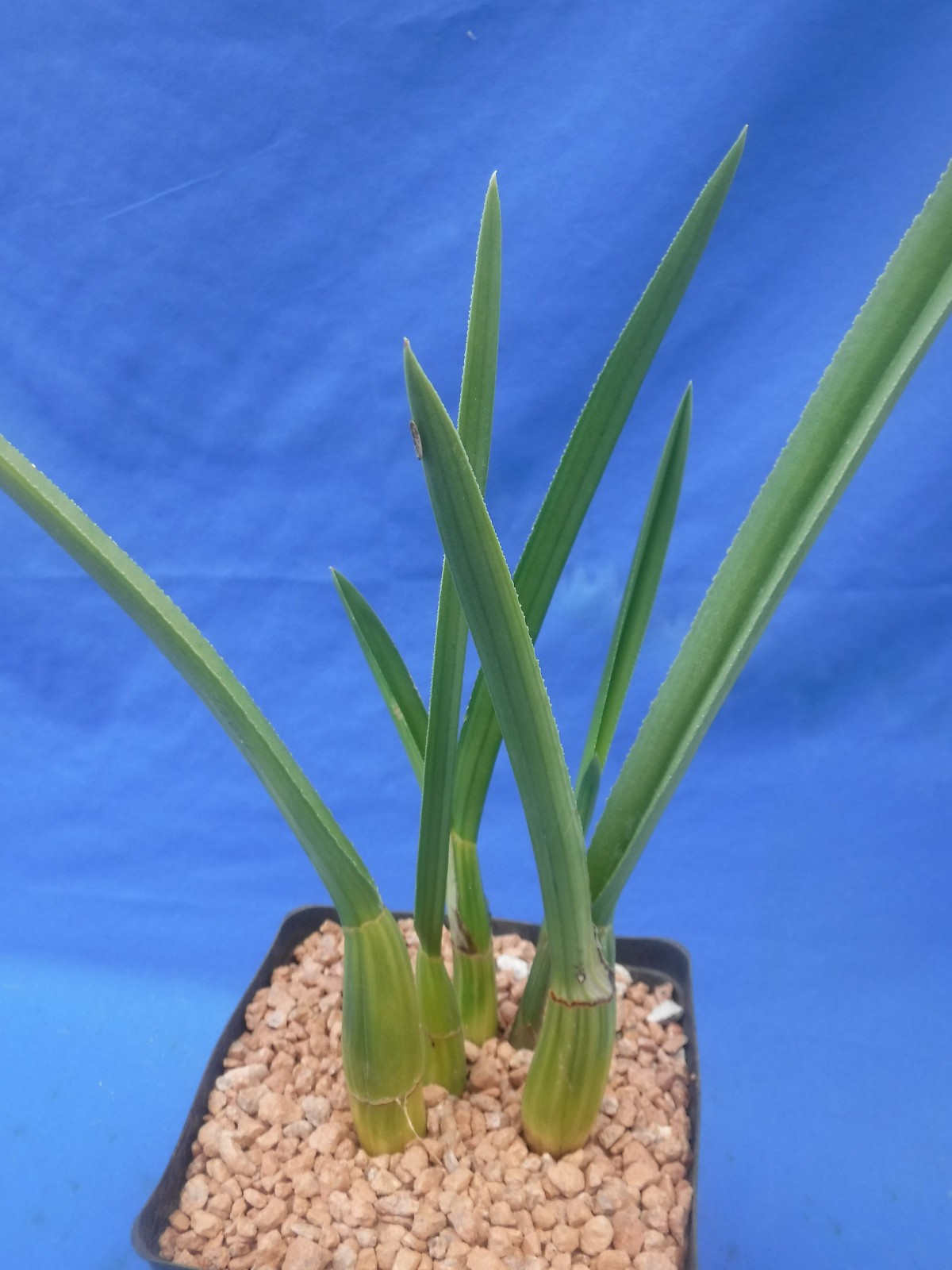 Eulophia petersii 5 Stems Amazng Flowr Desert Orchid Succulent Plant 12″ Tall W3