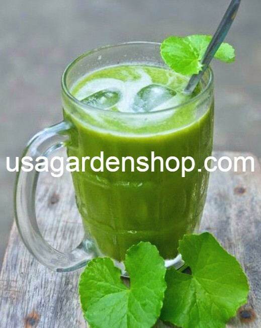 Rau Má Pennywort Gotu Kola Centella Asiatica Ji Xue Cao Bua BoK herbal 3x Plant