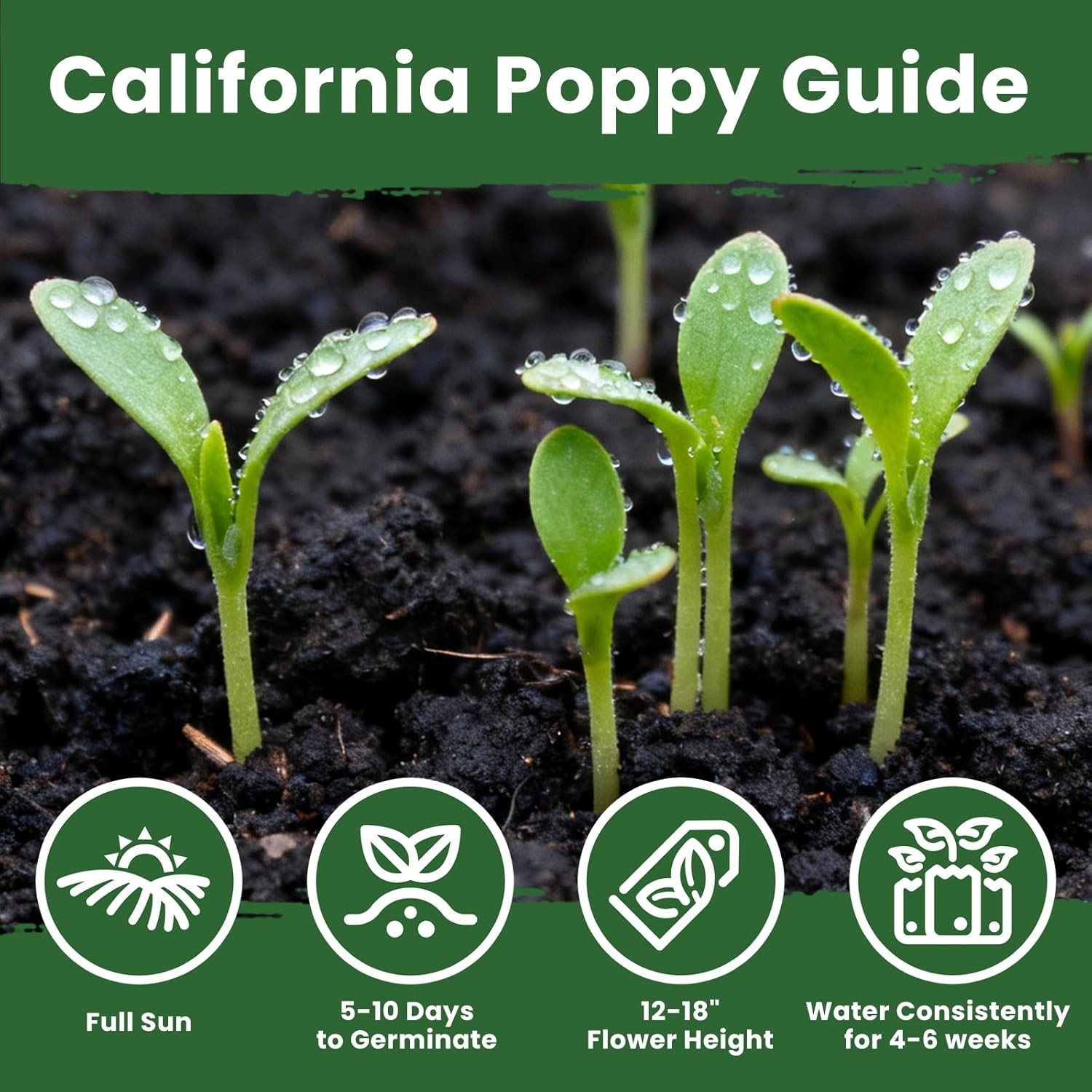 California Poppy Seeds for Planting, Orange Poppy Flower Seeds, Bulk 10,000+ See