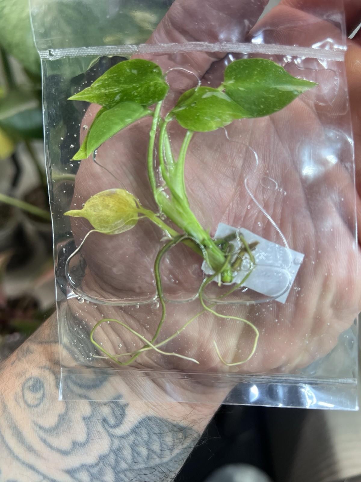 Monstera Miracle Tricolor