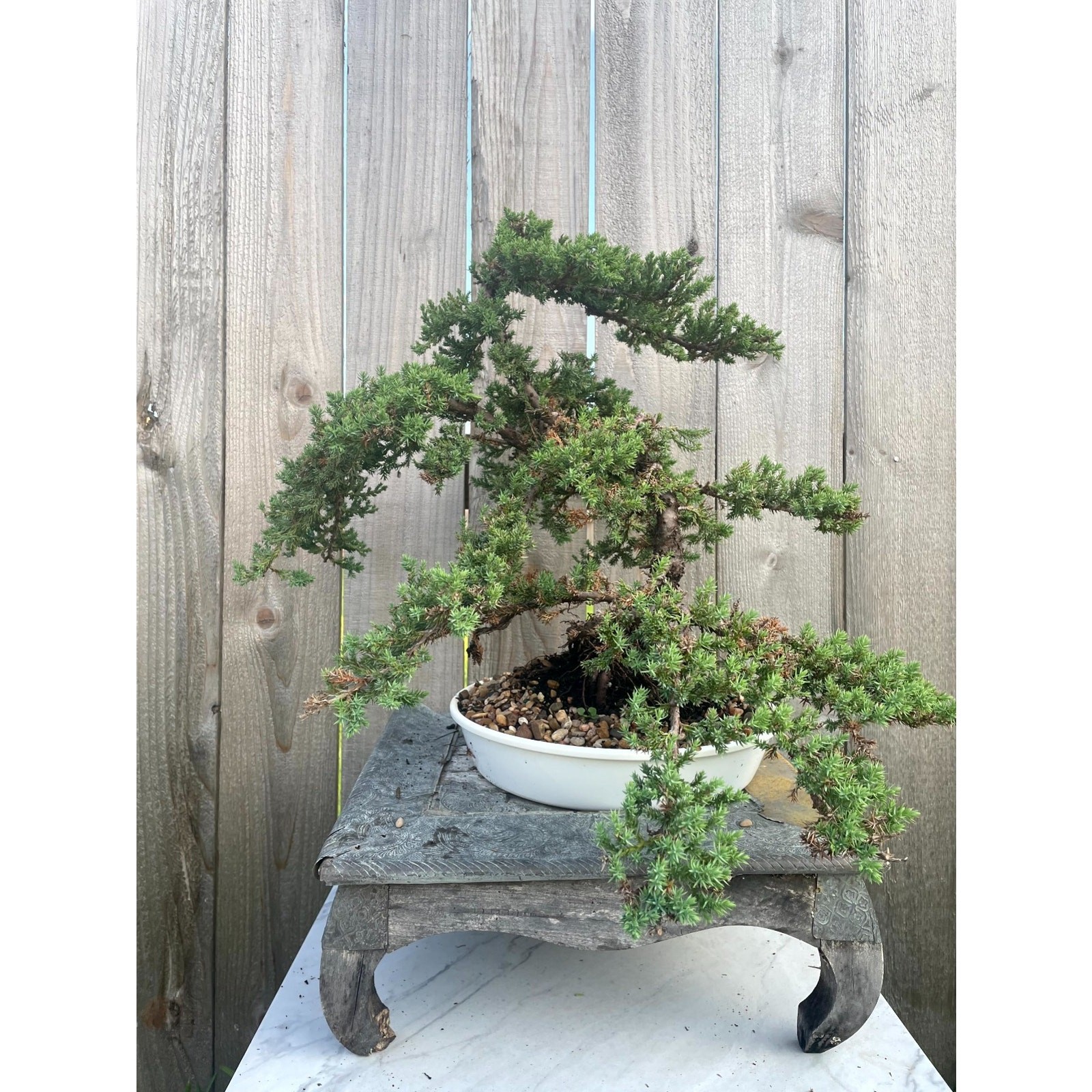AWESOME! FATHER’S DAY GIFT – Procumbens Nana Juniper Bonsai, 16 YR, Strong Trunk
