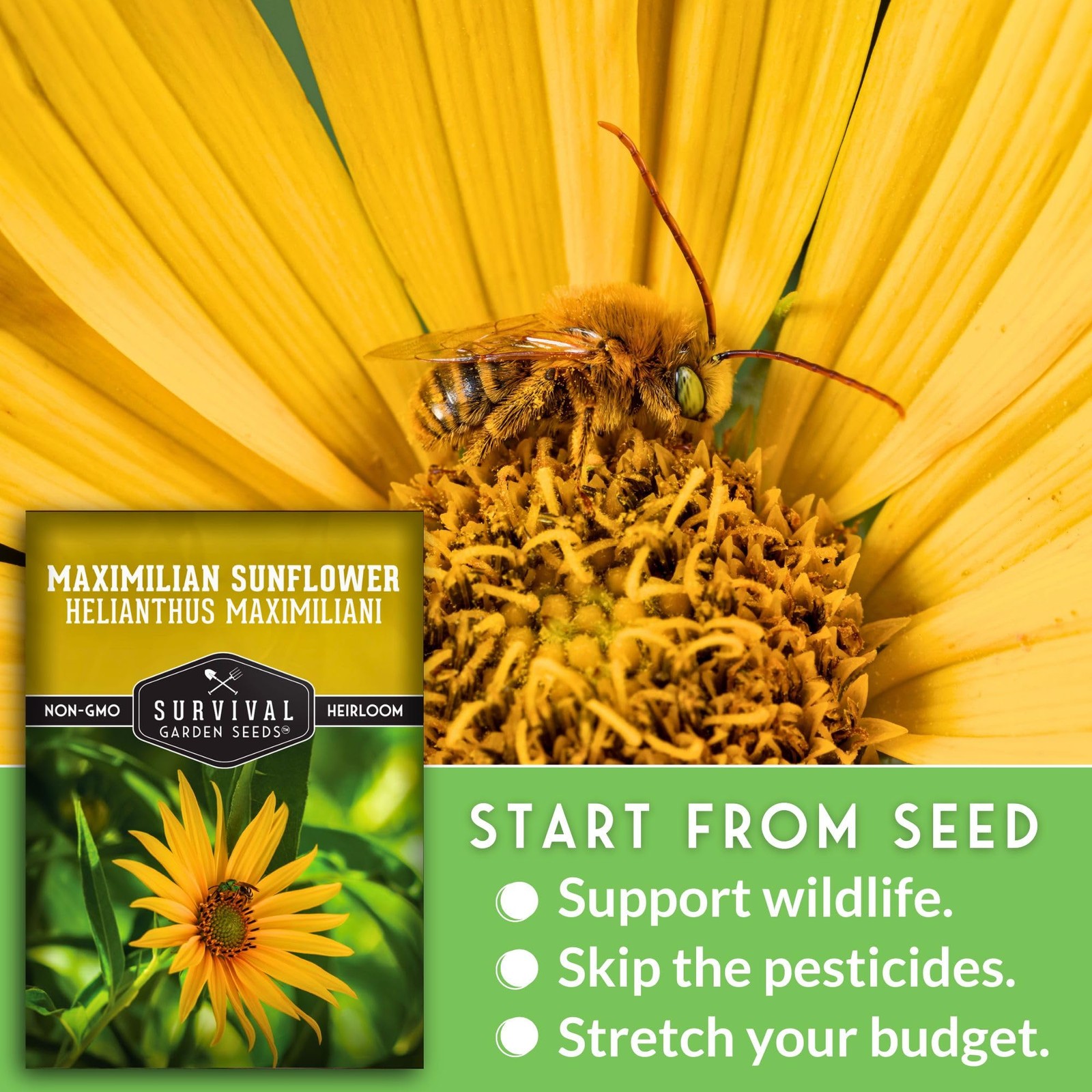 Maximilian Sunflower Seeds for Planting (Helianthus maximiliani) | Yellow