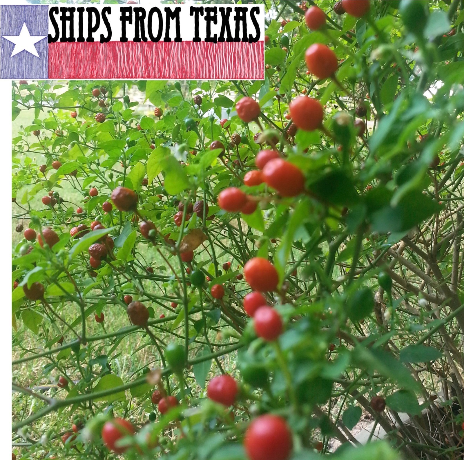 CHILE PEQUIN/TEPIN/PETIN…HOT HOT PEPPER, CAPSICUM ANNUUM, 25 FRSH HOMEGRWN SDS