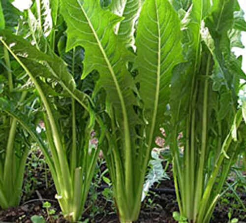 300+Catalogna Emerald Endive Seeds Italian Dandelion Chicory Green USA