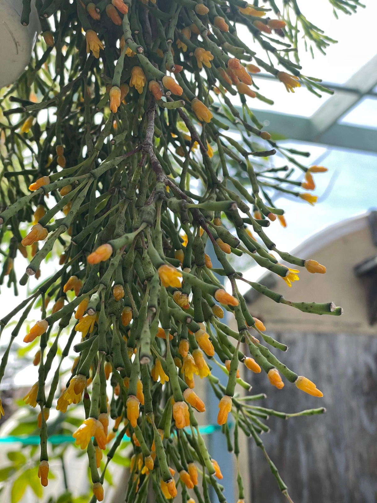 Hatiora Salicornioides Dancing Bones Ready For Hanging Basket – Ship In 3.5″ Pot