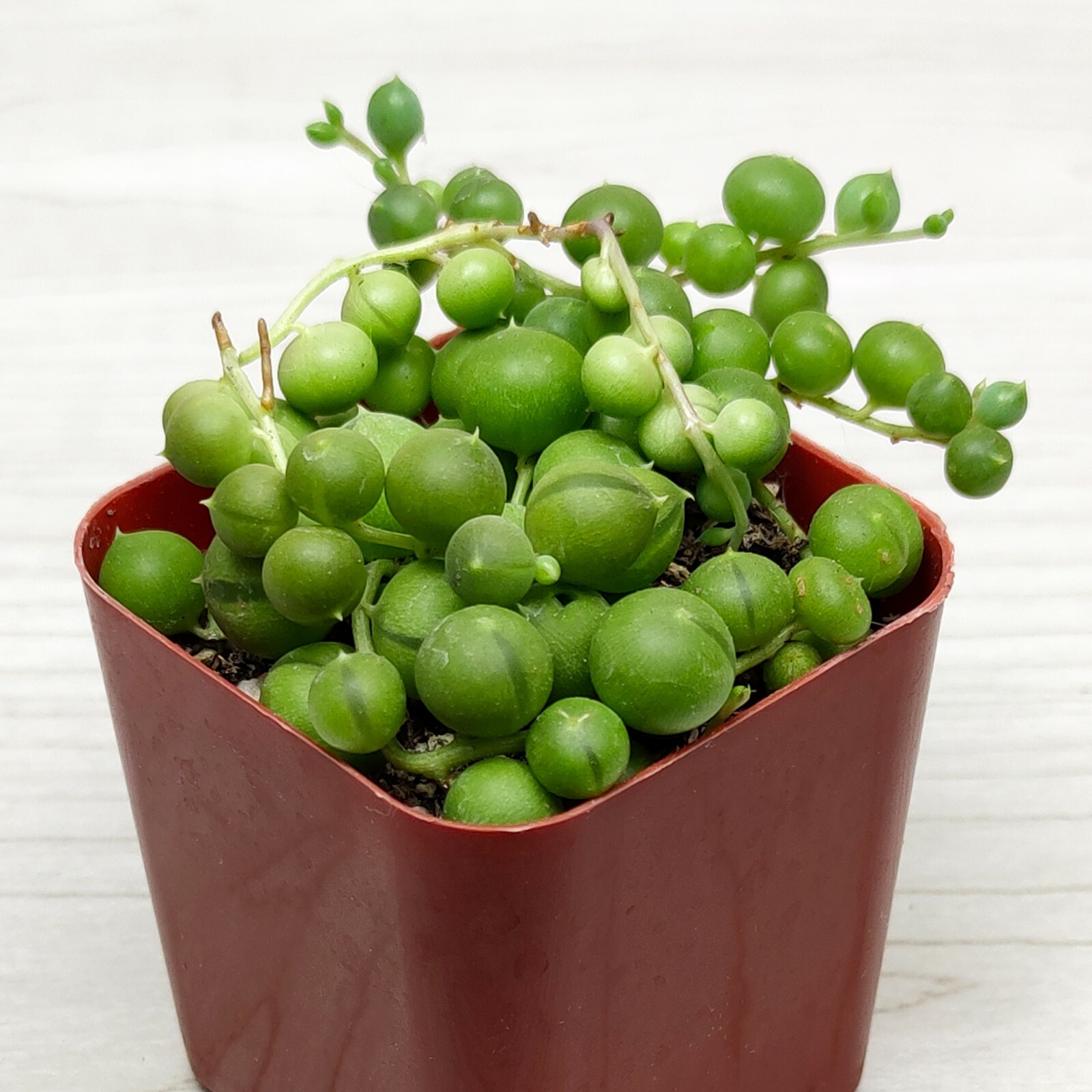 Succulent Pot Plant – Senecio Rowleyanus String Of Pearls – In 2″ Pot