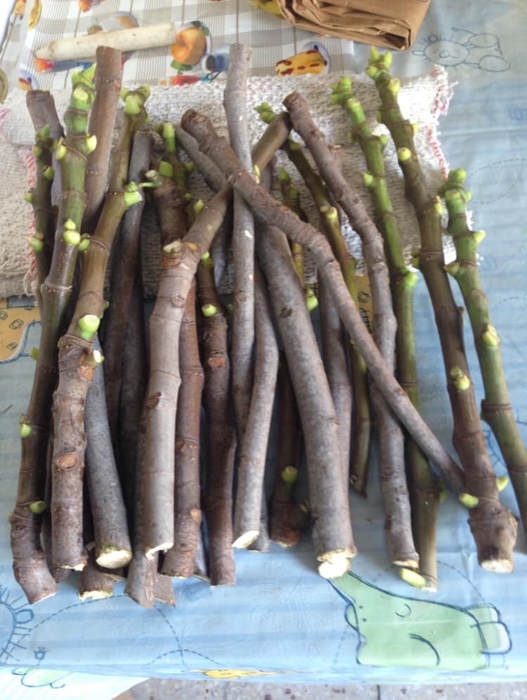 6 Fresh Fig Cuttings – Mixed Variety Collection