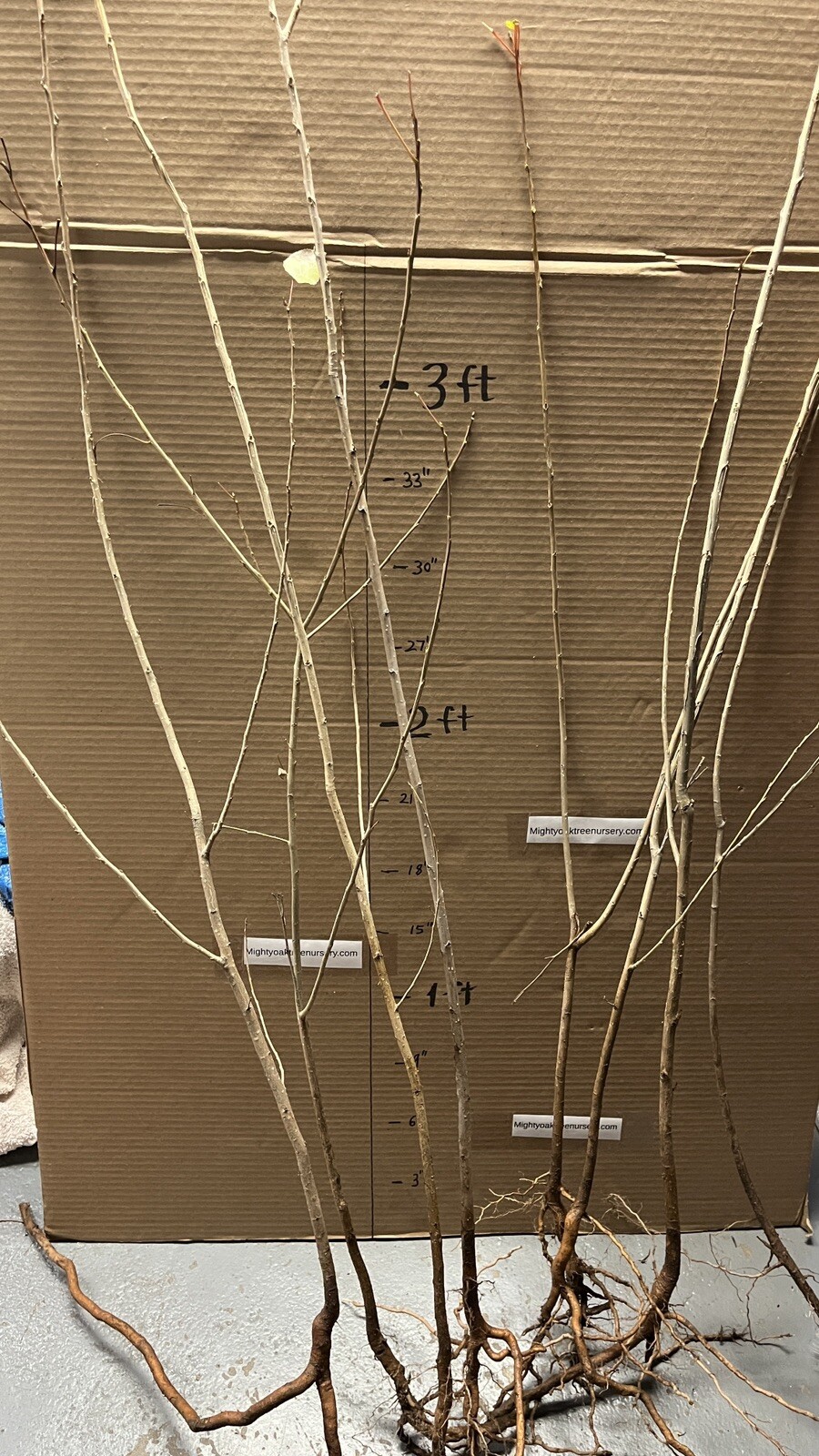 Cottonwood Tree, 3-4 year old plant 3-4 ft tall, Populus Fremontii Healthy Plant