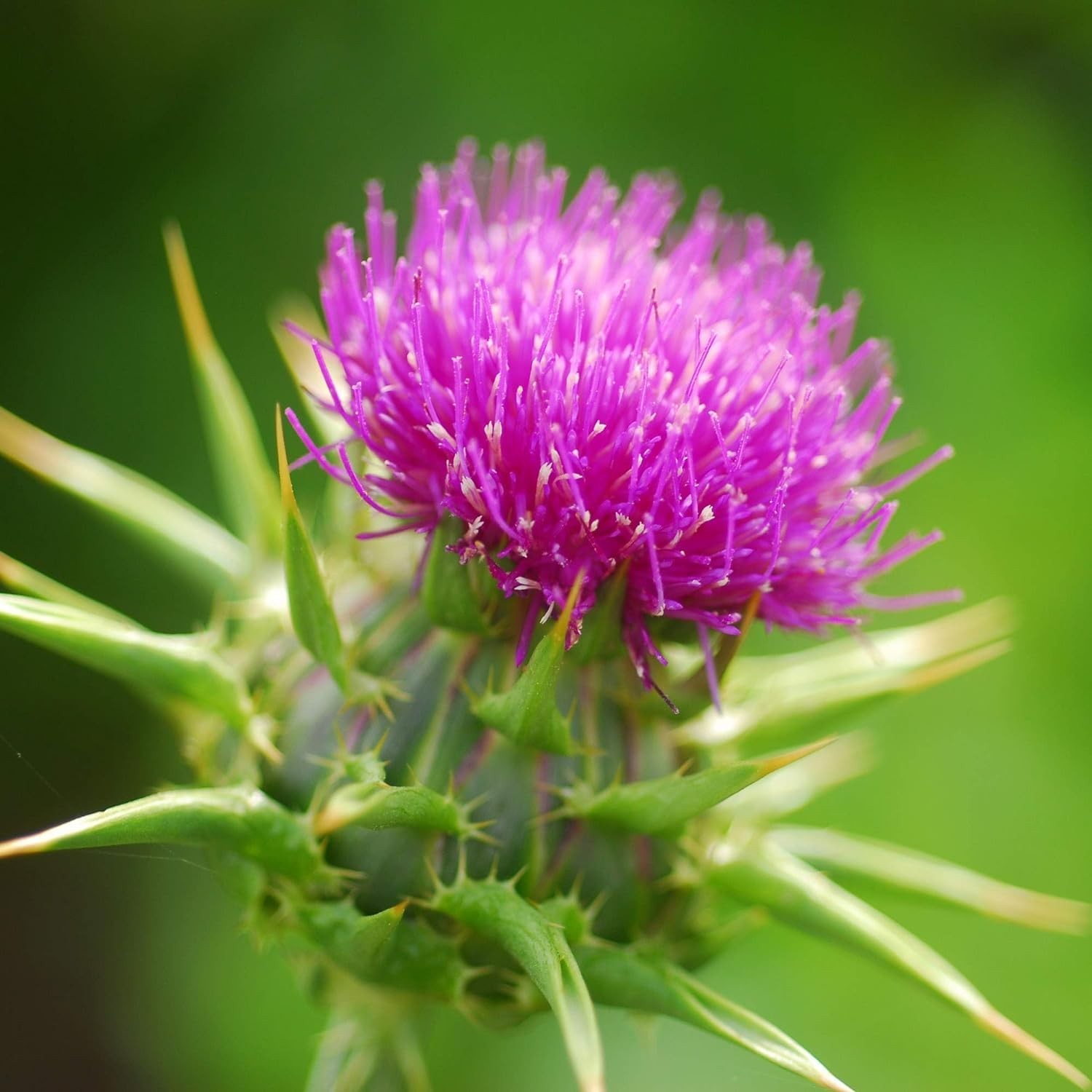 Milk Thistle Herb Seeds 300 NonGMO Seeds for Planting Flowering Plants