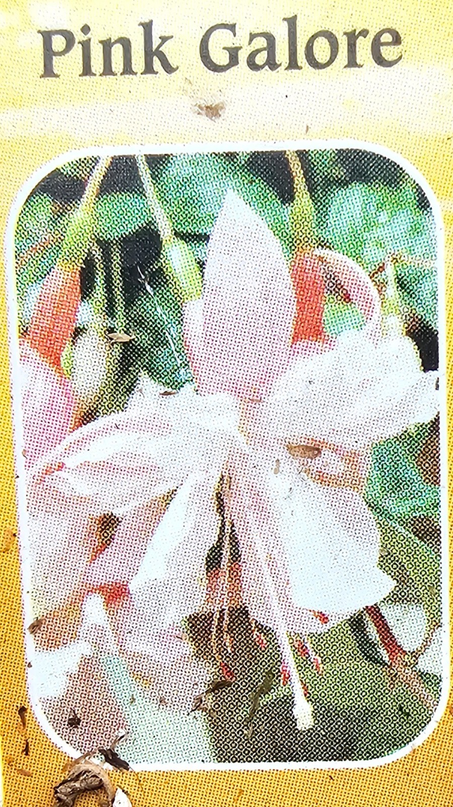 3-pack choice LIVE FUCHSIA PLANT GROWING IN 6″ POT, choose from 15+ varieties