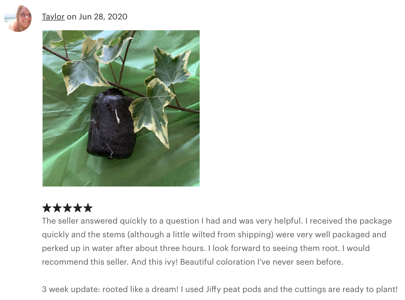 Organic Live California USA Variegated Ivy Cuttings