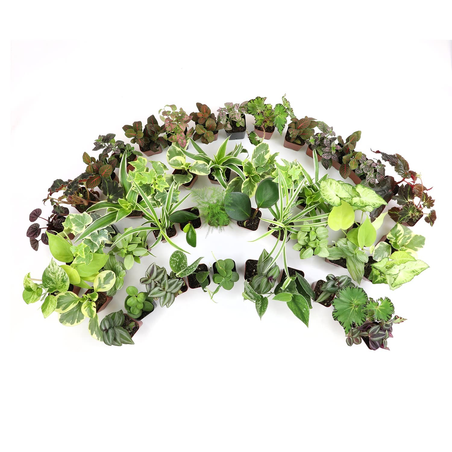 Altman Plants Live 6Pk Indoor Plants For Delivery Premium Live Plants And