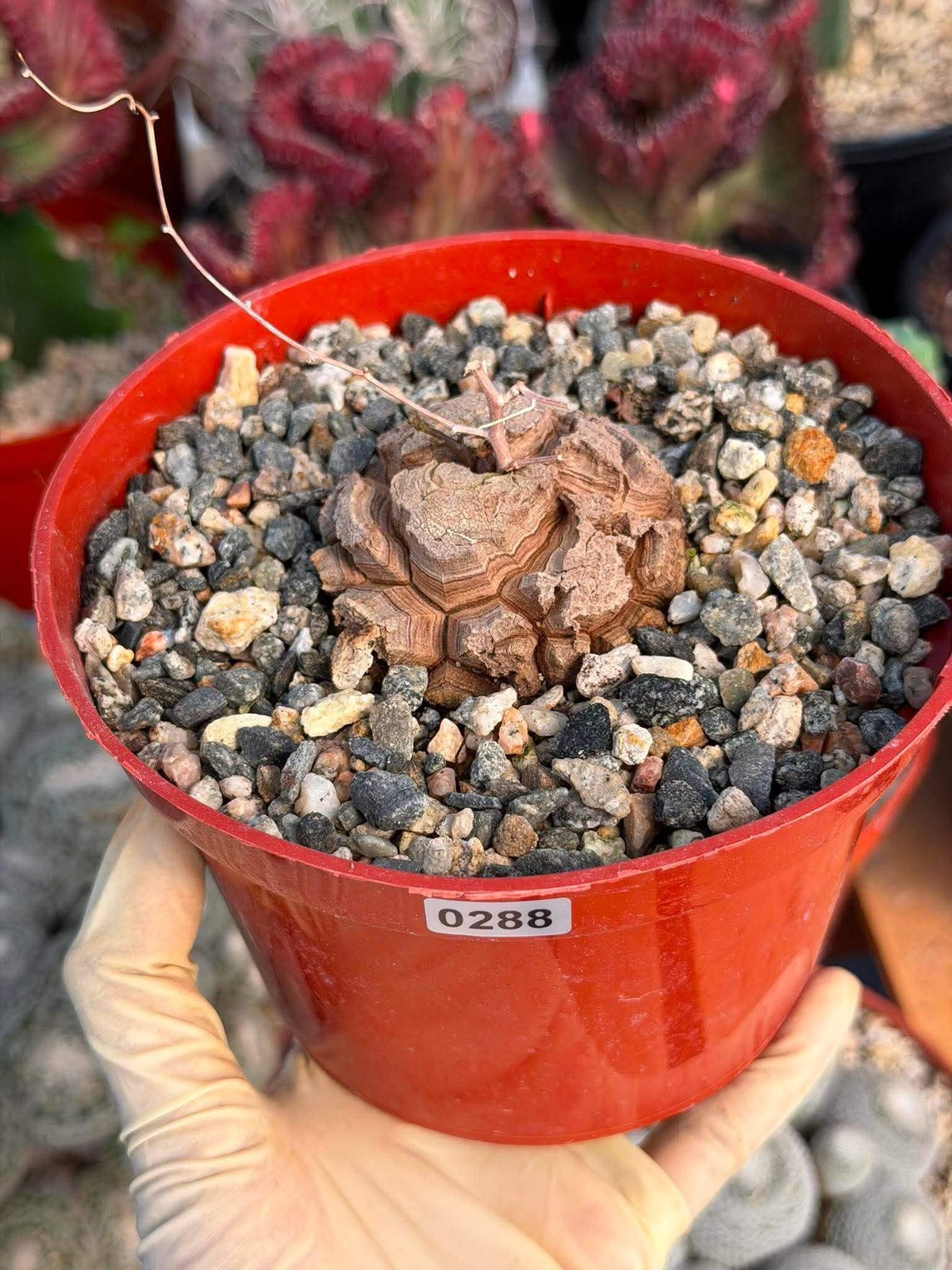 Dioscorea Elephantipes – Rare Turtle Back Caudex Succulent Plant Collector’s #28