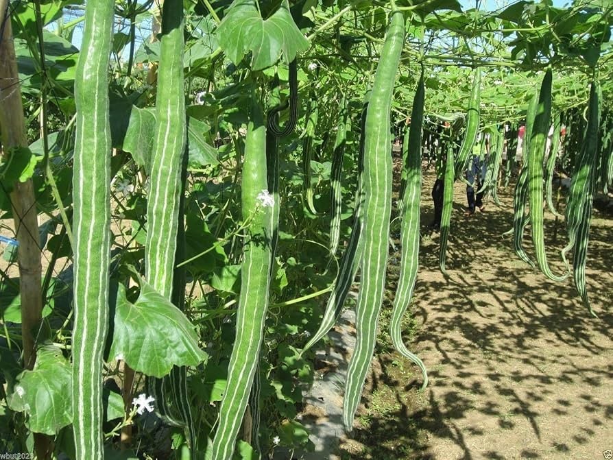20 Snake Gourd Seeds Chichinda Long Serpent Gourd 8–10 Ft Vegetable