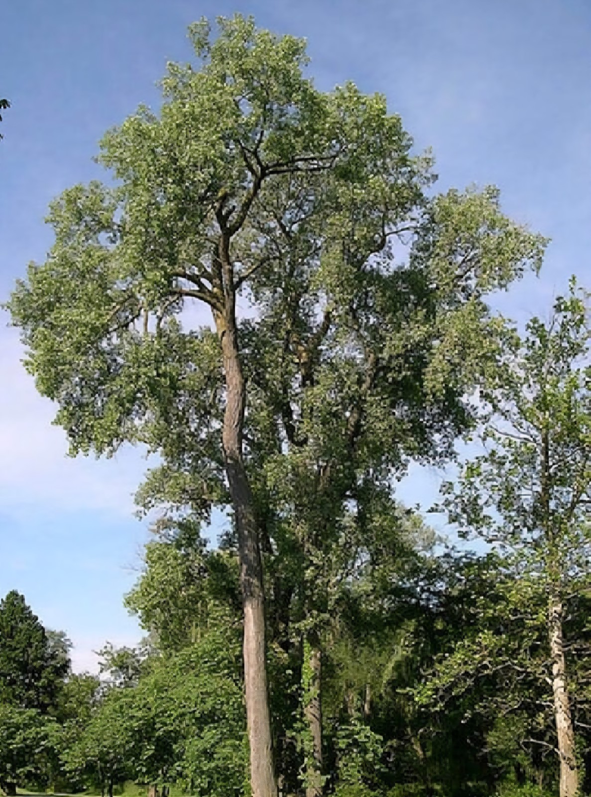 Cottonwood tree SEEDS (Populus deltoides)